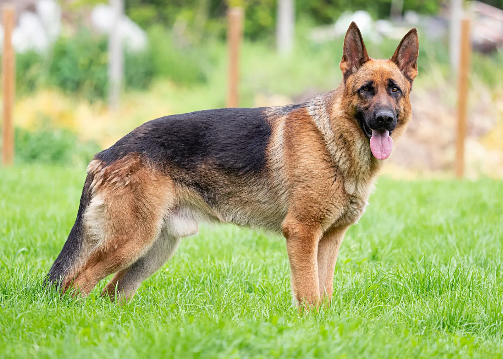 Ultimate German Shepherd Dog Breeders Guide