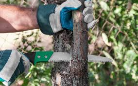 How To Properly Trim Tree Branches